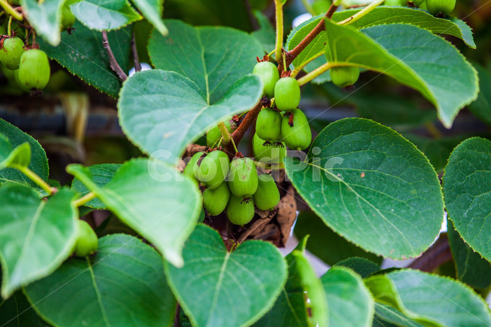 다래,식물,과실,야생,열매,fruit