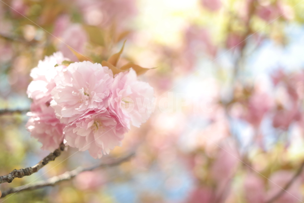 봄,벚꽃,spring,pink,blossom,꽃,plant,식물,사랑,따뜻함,감성,봄,계절,spring,season,식물,자연,plants,nature,꽃,flower