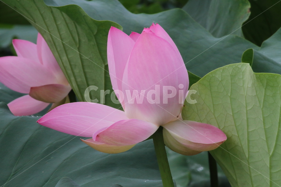 연,연꽃,수생식물,약용식물,lotus,식물,자연,plants,nature,꽃,flower