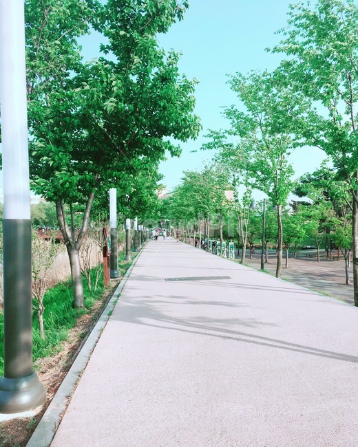 공원,산책,운동,애완동물,반려동물,햇빛,날씨,길,산책길,반려견,나무,초록색,가로수