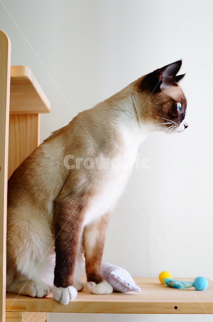 고양이,동물,흑백,cat,옆모습,샴,펫,동물,animal,포유류,mammal,고양이,cat,kitten,kitty