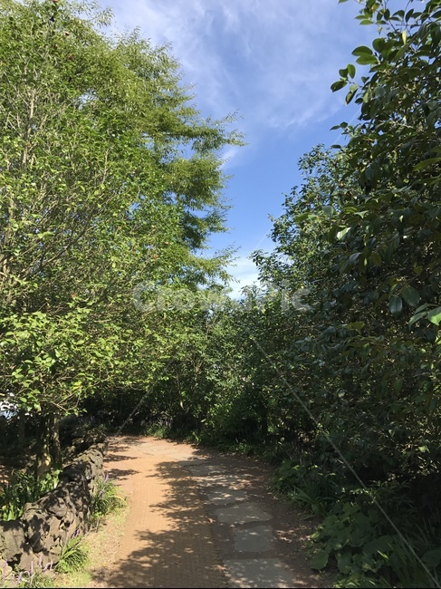 plant,식물,tree,나무,길,자연,nature,오솔길