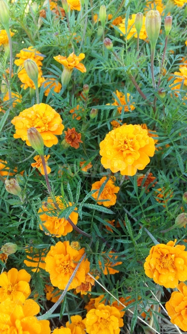 가을,가을꽃,꽃,야생화,자연,식물,자연,plants,nature,꽃,flower