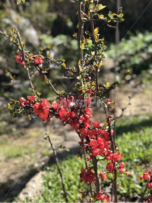 plant,식물,꽃,blossom,spring