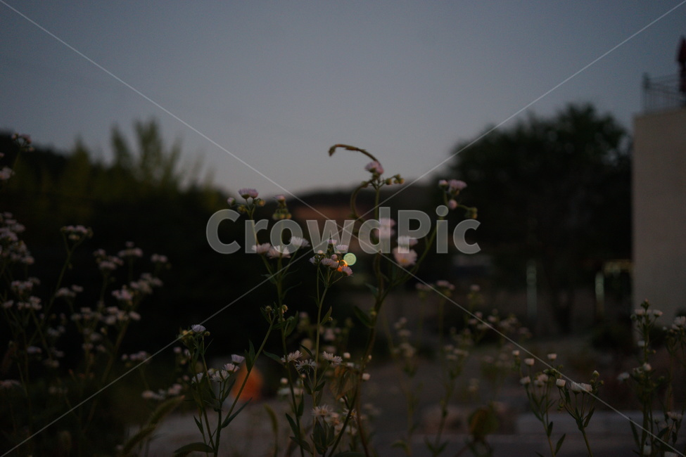 카모마일,캐모마일,꽃,nature,outdoors,자연,옥외,밤,식물,자연,plants,nature,꽃,flower