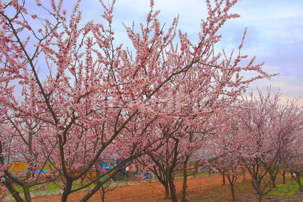 blossom,꽃,flower,벚꽃,꽃길,plant,봄,봄꽃,벚꽃길,봄풍경,spring,sakura,pink,분홍꽃,꽂길,봄,계절,spring,season