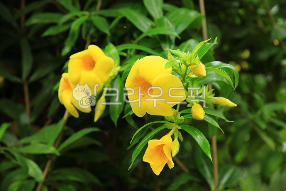 알라만다,원예식물,식물,꽃,개화,노란색,flower,blossom