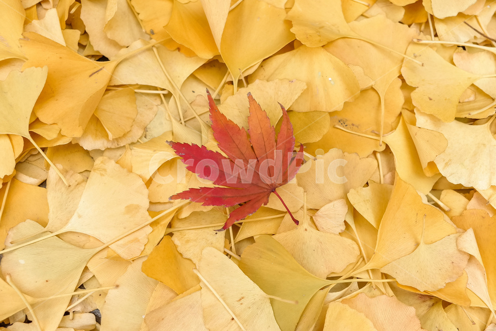가을,가을색,단풍,만추,가을이미지,자연,풍경,autumn,season,계절,아름다운,식물,fall,은행잎,가을,계절,fall,autumn,season,leaf,잎,plant,tree,나무