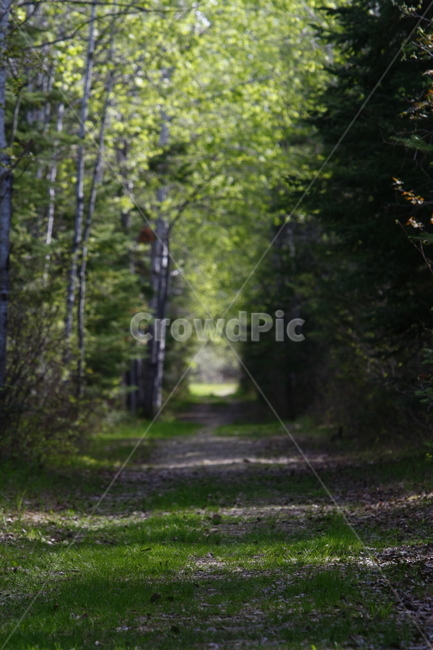 길,path,통로,trail,꼬리,plant,식물,초목,vegetation,나무,tree