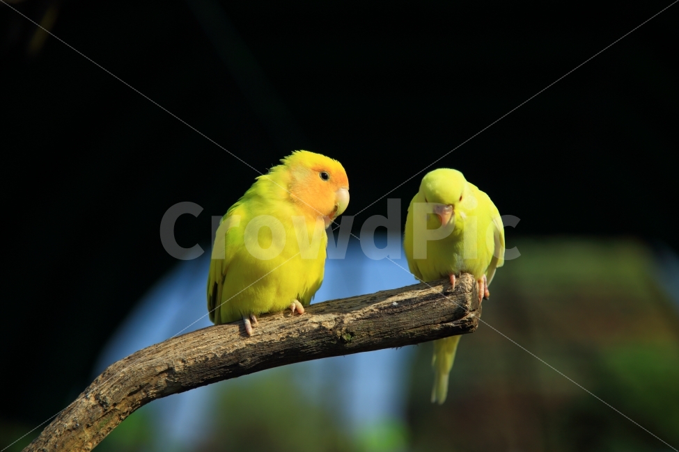 앵무새,새,동물,가족,짝,조류,동물,animal,조류,새,birds,색깔,색상,색채,색감,color sense,color sensitivity,feeling of color