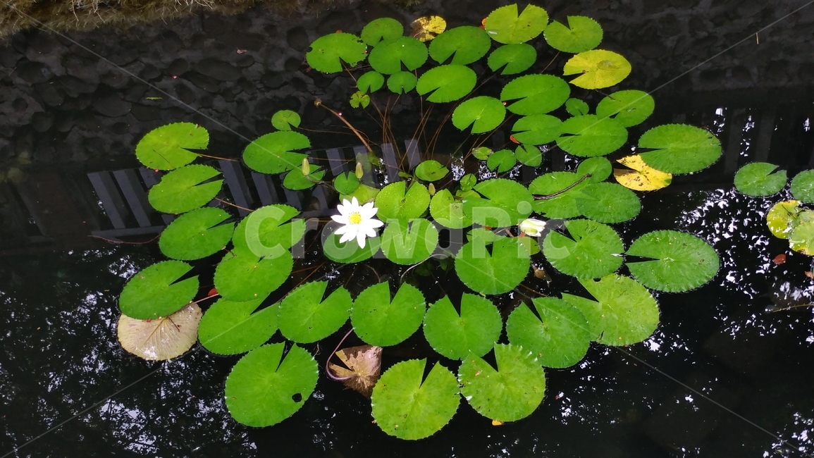 plant,식물,lily,백합,flower,꽃,연못,연꽃,자연,호수,보레옥잠,물가,감성사진
