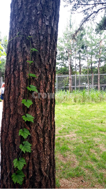 나무,tree,식물,나무줄기,덩굴,자연,treetrunk