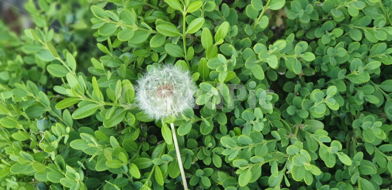 민들레,자연,식물,꽃,민들레꽃,봄,flower