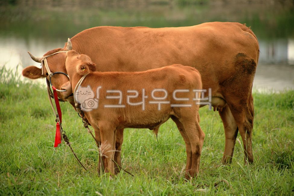 송아지,calf,암소,cow,가축,cattle,동물,animal,사랑,양육