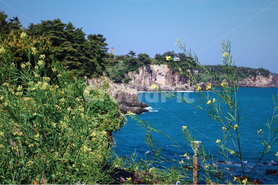 제주도,유채꽃,꽃,노란색,봄,월정리,풍경,하늘,햇살,푸른하늘,구름,유채꽃밭,꽃밭,jeju,yellow,spring,봄,계절,spring,season,자연,풍경,nature,landscape,land,땅,outdoors,옥외,water,물