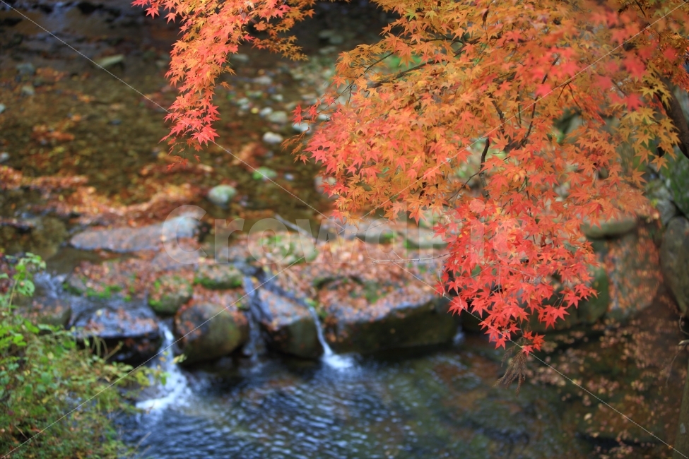 단풍,가을,계곡,시냇물,풍경,가을,계절,fall,autumn,season,자연,풍경,nature,landscape,한국자연풍경,한국자연경관,korea nature landscape,leaf,잎,plant,식물,tree,나무,maple