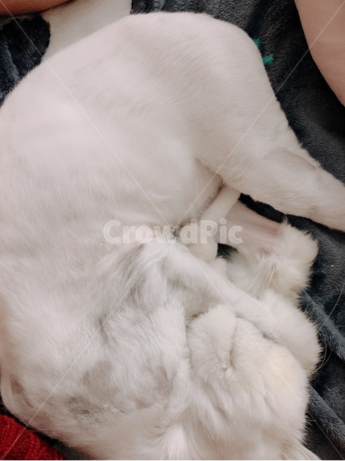 고양이,집고양이,고양이미용,페르시안,페르시안친칠라,동물,animal,포유류,mammal,고양이,cat,kitten,kitty