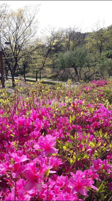 길,봄,꽃,붉은,햇살,봄,계절,spring,season,식물,자연,plants,nature,꽃,flower,geranium,제라늄,plant,blossom