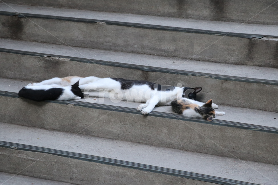 고양이,냥이,고양이가족,잠자는고양이,집고양이,동물,animal,포유류,mammal,고양이,cat,kitten,kitty