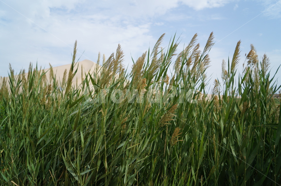 갈대,하늘,풀,reed,nature,china,자연,풍경,nature,landscape,grass,잔디,plant,식물,lawn,vegetation,초목