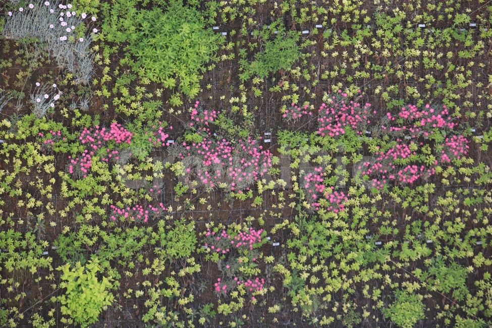 꽃,분홍꽃,초록,분홍,식물,식물,자연,plants,nature,꽃,flower