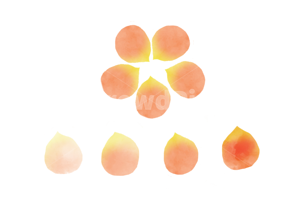 꽃,생화,수채화,일러스트,removebackground,스티커,누끼,누끼,remove background