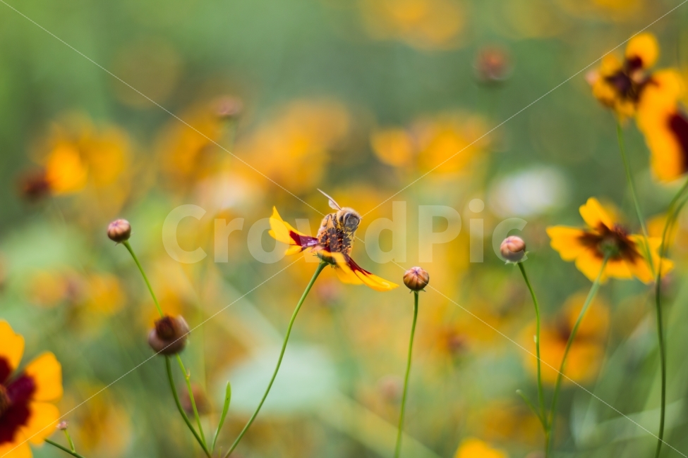 풍경,벌,금계국,꽃,노랑,꿀벌,식물,자연,plants,nature,꽃,flower,동물,animal,곤충,벌레,insect,bug
