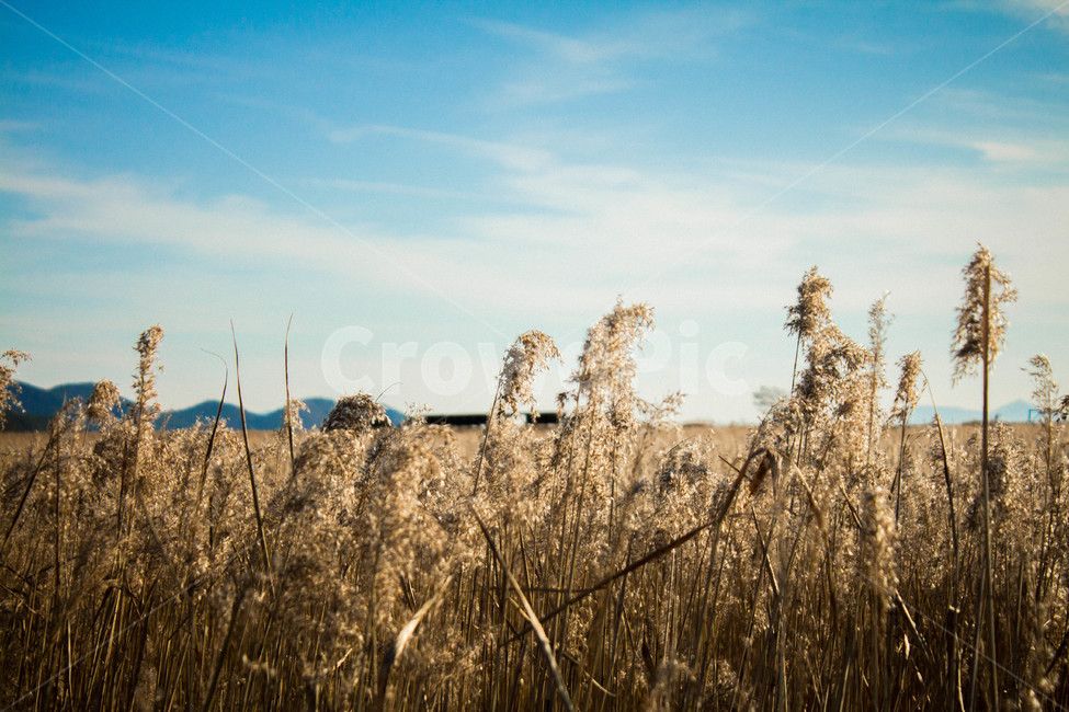 갈대,하늘,commonreed,sky,식물,plant,가을,autumn