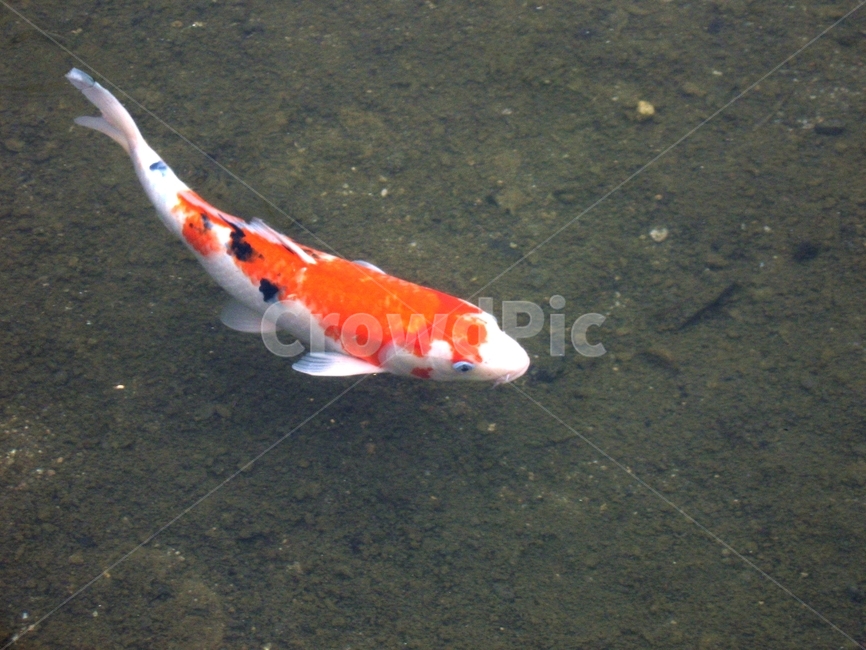 fish,물고기,animal,동물,물,water,잉어,호수,lake