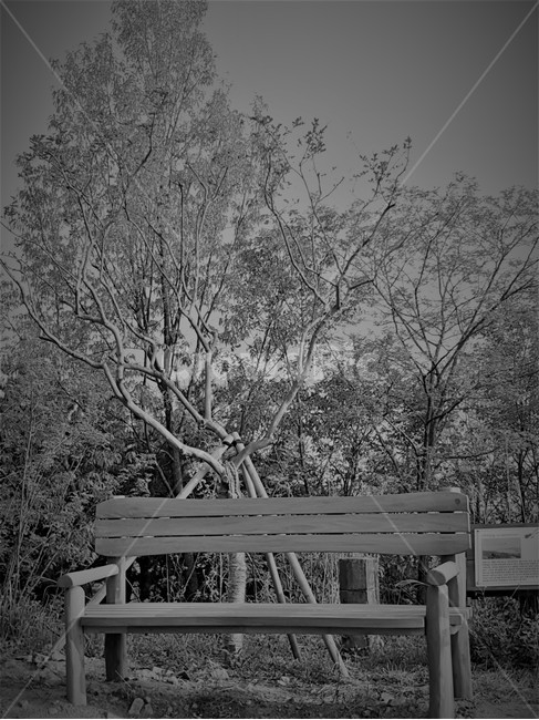 의자,숲속,나무,흑백,chair,tree,forest,자연,풍경,nature,landscape,식물,plants,나무,trees,wood,흑백,모노톤,monochrome,black and white,bench,벤치