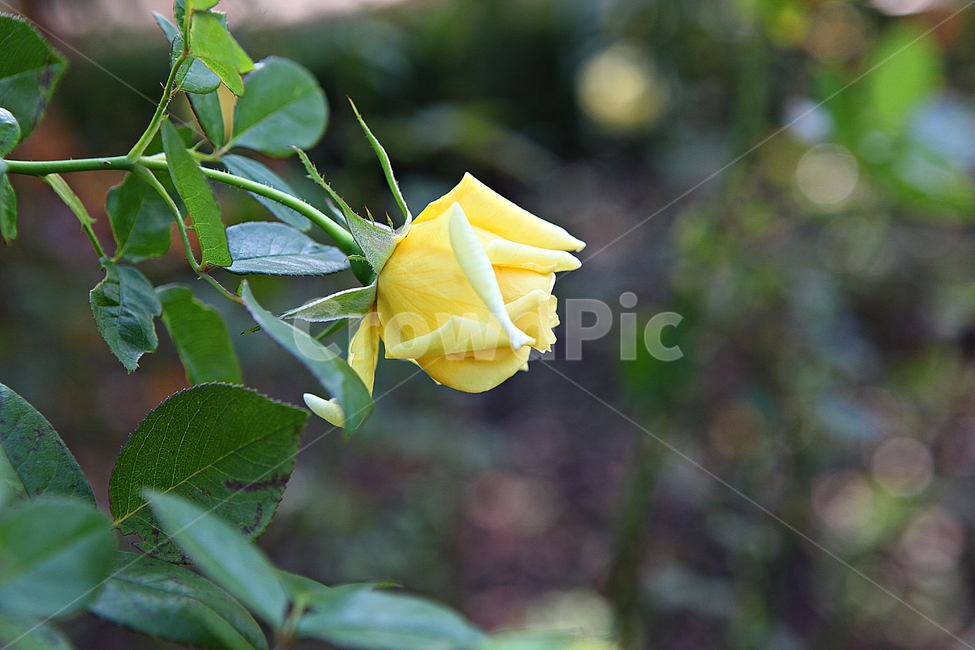 장미,장미꽃,꽃,꽃잎,가을,식물,자연,공원,식물,자연,plants,nature,꽃,flower