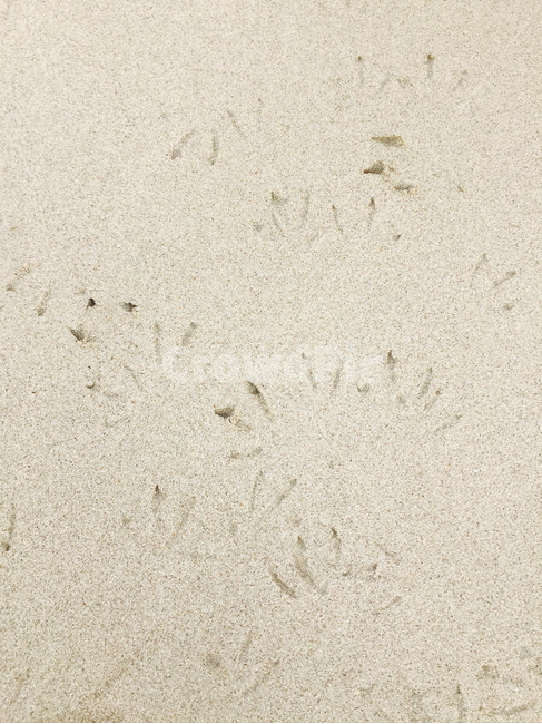 발자국,모래,새발자국,footprint,sand