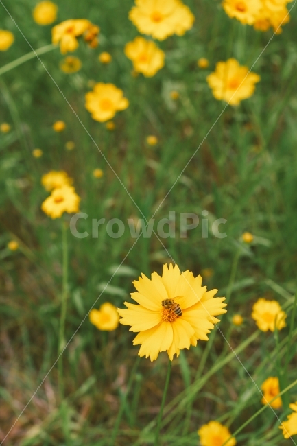 꽃,식물,자연,일상,감성,노란색,flower,yellow,color,plant,식물,자연,plants,nature,동물,animal,곤충,벌레,insect,bug,꽃,flower