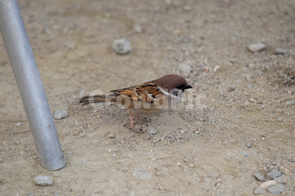 참새,새,텃새,참샛과,조류,귀여운참새,bird,sparrow