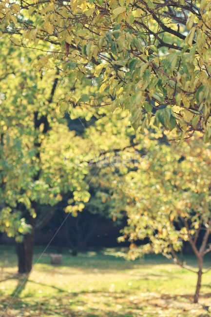 tree,나무,plant,식물,nature