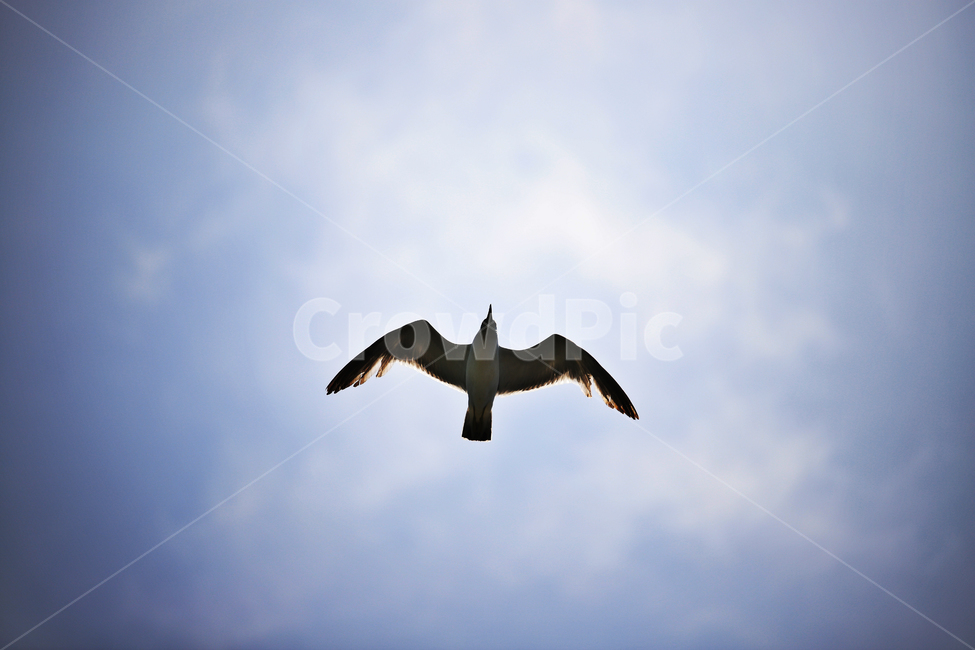 하늘,여름,갈매기,태양,감성사진,동물,animal,조류,새,birds