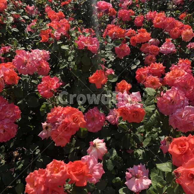 장미,rose,flowers,빨간꽃,햇빛,식물,꽃,장미공원,꽃놀이,창원,창원장미공원,빨간장미,빨간색장미,빨간색꽃