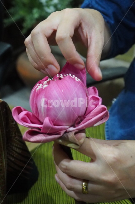 finger,손가락,연꽃,꽃공예,lotus,꽃송이,꽃봉오리,blossom