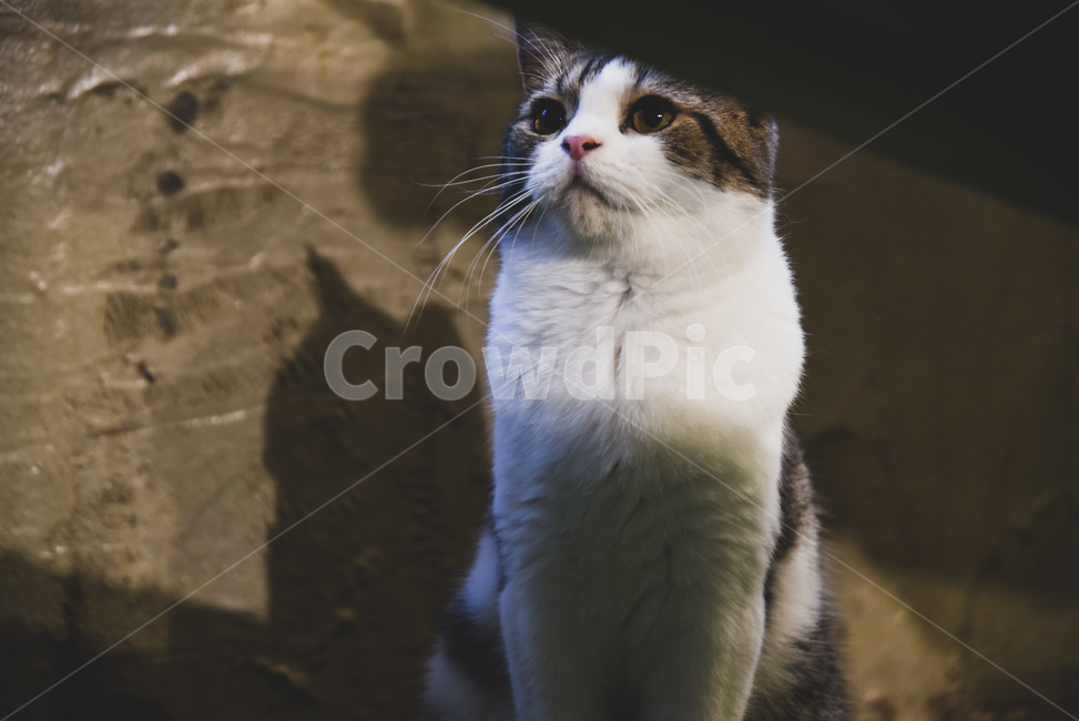 cat,고양이,animal,동물,애완동물,pet,동물,animal,포유류,mammal,고양이,cat,kitten,kitty