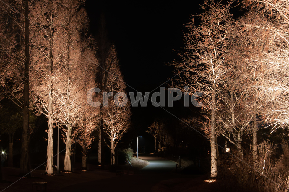 nature,자연,outdoors,옥외,조명,가로수,나무,나무,trees,wood