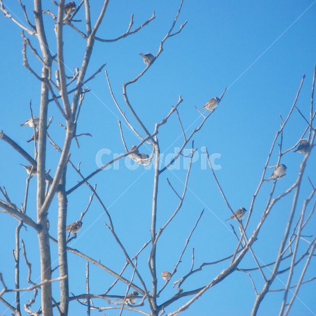 나무,나뭇가지,새,하늘,이름모를새,동물,식물,자연,plants,nature,나무,trees,wood,동물,animal,조류,새,birds