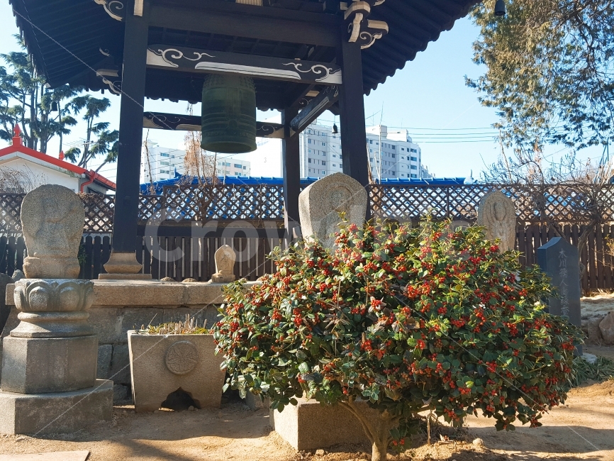 여행,travel,여행사진,국내여행,혼자여행,사진,군산,군산여행,배경사진,배경,이쁜사진,색감,색감좋은사진,풍경,풍경사진,동국사,일본식사찰,불교,절,사찰,종,작은나무,열매,빨간열매,한국전통,한국문화,korean traditional,korean culture