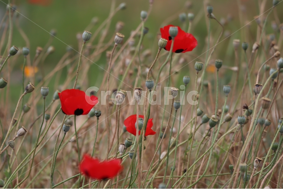 양귀비꽃,씨앗,붉은꽃,자연,여름,식물,자연,plants,nature,꽃,flower