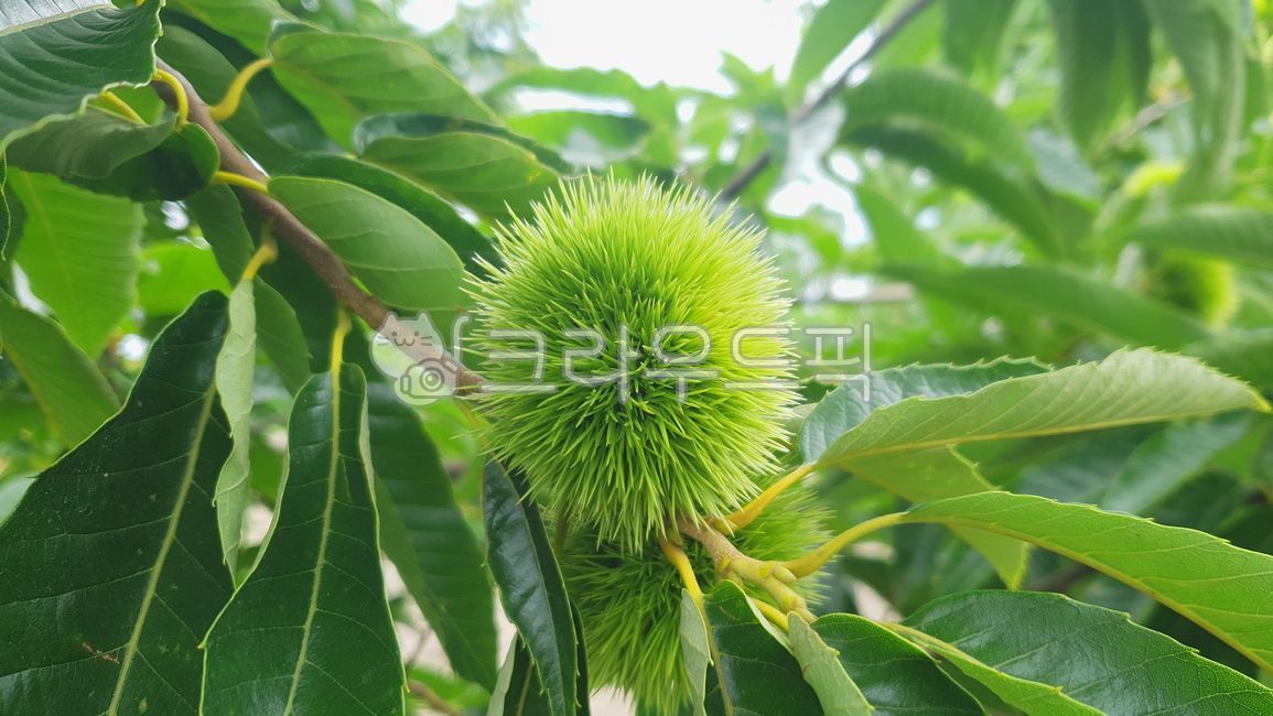 밤나무,밤,밤송이,castanea,chestnut,열매,과일,견과류,덜익은,설익은,여름,자연,식물,나무,수목,목본식물,잎,잎사귀,교목,낙엽수,활엽수,과실수,야생,식용,edibility,edible,wild,fruittree,fruiter,fruitwood,broadleaf,deciduous,talltree,leaf,leaves,foliage,tree,woody,plants,vegetation,nature,summer,summertime,fruit,berry,nut,nutfruit,unripe,underripe,crenata