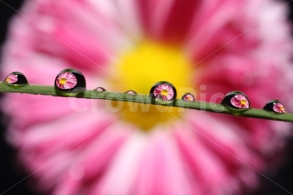 식물사진,꽃사진,배경화면,바탕화면,감성사진,이쁜사진,접사사진,식물,자연,plants,nature,꽃,flower