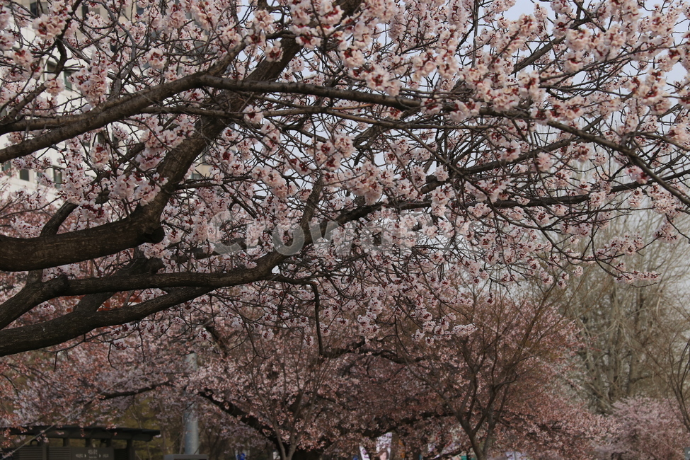 plant,식물,blossom,cherryblossom,벚꽃,flower,꽃,자연,나무,식물,자연,plants,nature,꽃,flower