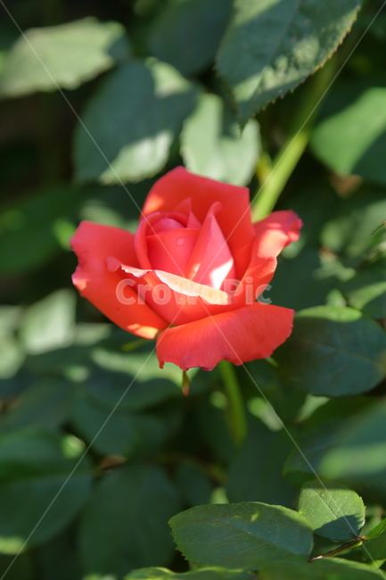 장미,장미꽃,빨간장미,분홍장미,rose,flower,아름다움,5월,6월