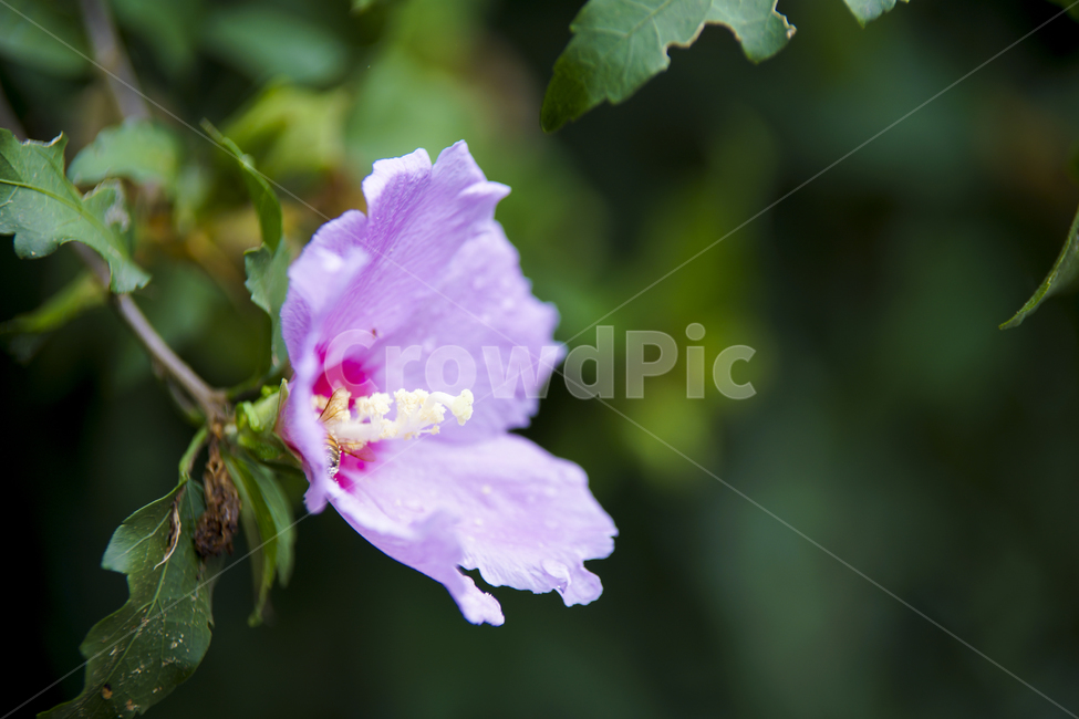 무궁화,무궁화꽃,국화,매크로,roseofsharon,식물,자연,plants,nature,꽃,flower