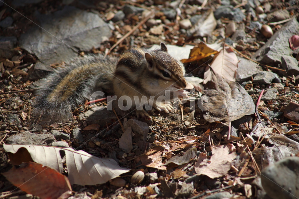 야생동물,다람쥐,줄무늬다람쥐,동물,squirrel,chipmunk,한국다람쥐,Siberianchipmunk,동물,animal,포유류,mammal