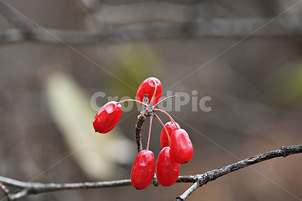 산수유,약용,식용,빨간열매,가을,추수,결실,식물,나무,자연,공원,과일,열매,fruit